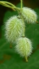 PICTURES/Cedar Sink Trail - Mammoth Cave NP/t_Green Pods1.JPG